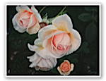 Full Bloom by Muna Shabab
